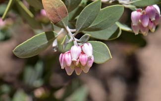 Arctostaphylos pungens, Pointleaf Manzanita, Southwest Desert Flora